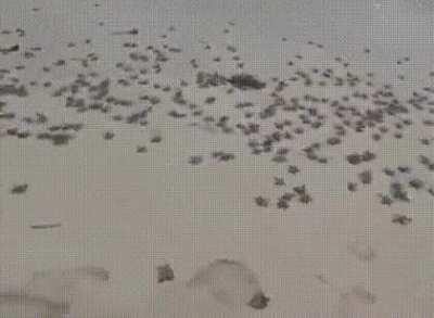 Every year the Nuevo Vallarta Sea Turtle Preserve in Nayarit, Mexico releases thousands of sea turtles into the Pacific Ocean with the help of volunteers who bring them to the beach just after they hatch in protected areas. These are newborn green sea tur