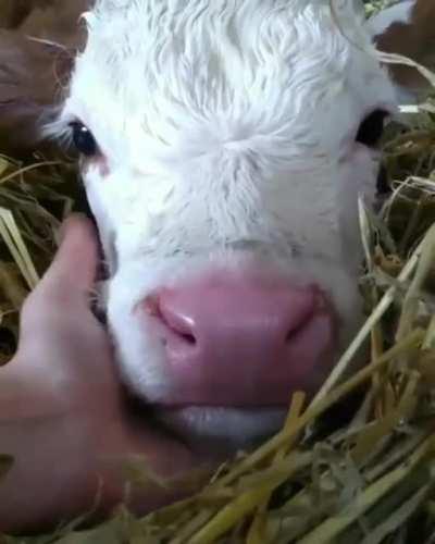I think cows are underrated. Just look at that lil face!