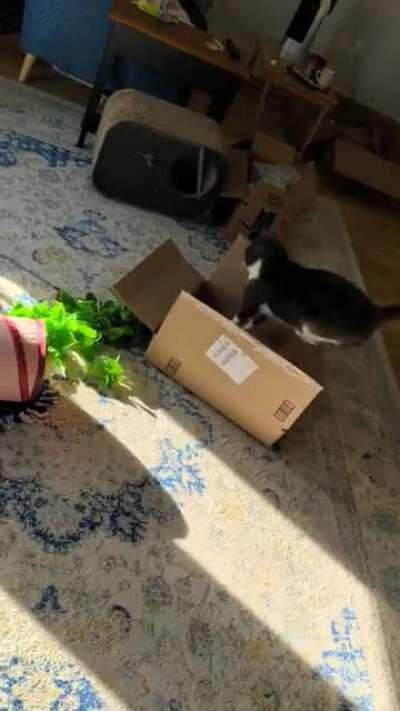 Purfect 180 into box