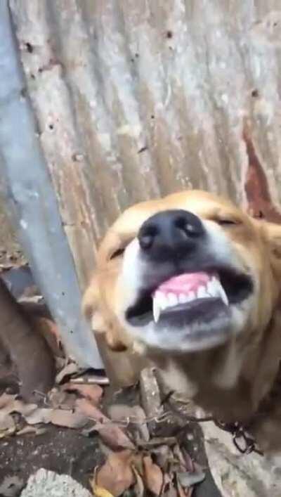 Zancas the boss 😎😎🐕