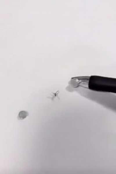 sucks for you little one