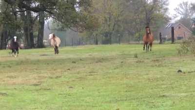 Horseplay is allowed.