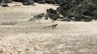 Most Intense Chase Ever|BBC Earth|