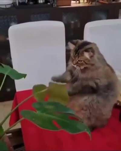 Got to punish that leaf!!!!