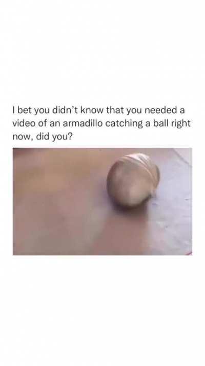 armadillo