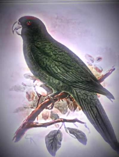 Some edit on extinct parrots (many are hypothetical yet unique)