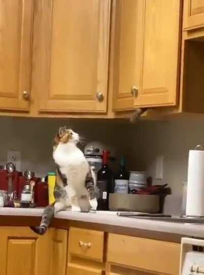 What your cats do when you are not at home