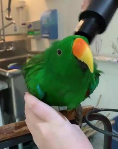 Is your parrot feeling out of sorts? Perhaps a nice spa day is just what they need!