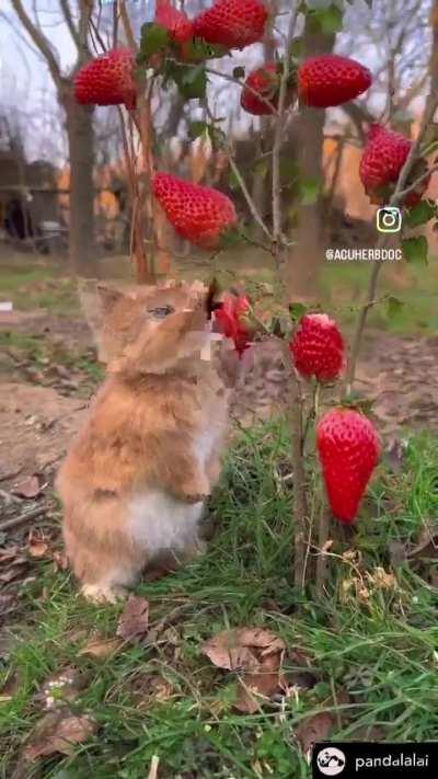 This rabbit is such a pick me 🙄