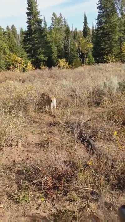 Mountain Lion stalks Elk hunter in Idaho, saved by warning shots