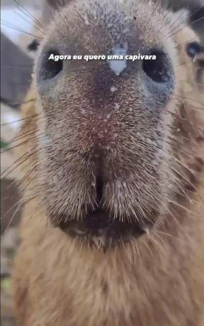 Vai uma capivara?