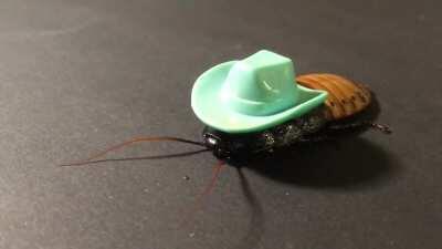 Take Me Home, Country Roach