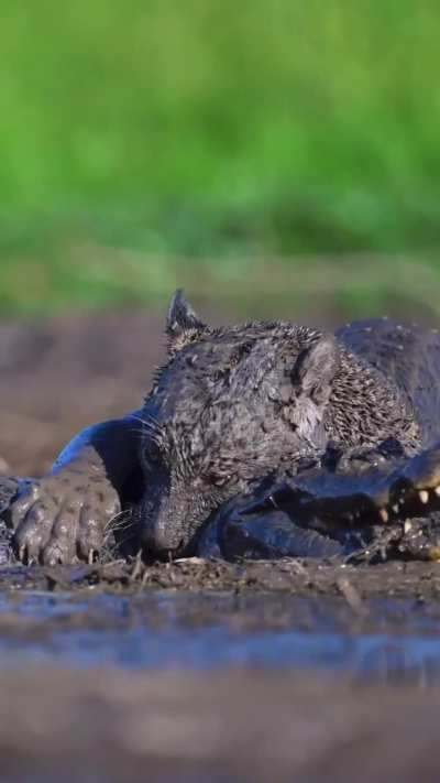 A young jaguar attacks a caiman, who appeared to have been stuck in mud. In a surprise feat of durability and endurance, the caiman escaped.