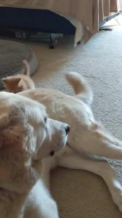 Marmalade in an illegal hit and run.