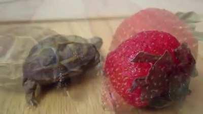 Baby turtle eats his first strawberry