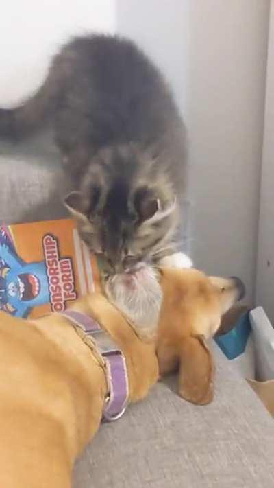 What is wrong with my cat!