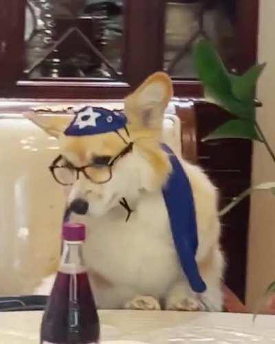 When you let your Jewish Grandfather babysit your dog...