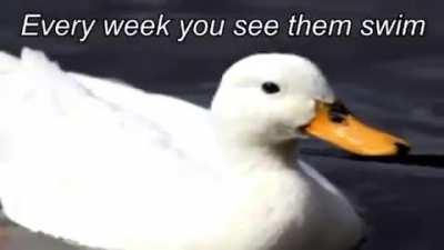 Blursed pro duck propaganda