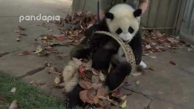 This video of pandas just being pandas while a zookeeper desperately tries to rake leaves.