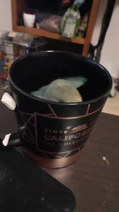 Threw herself into my warm chamomille tea and started bathing