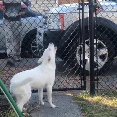 Blind and deaf dog can tell when dad's car pulls into the driveway.