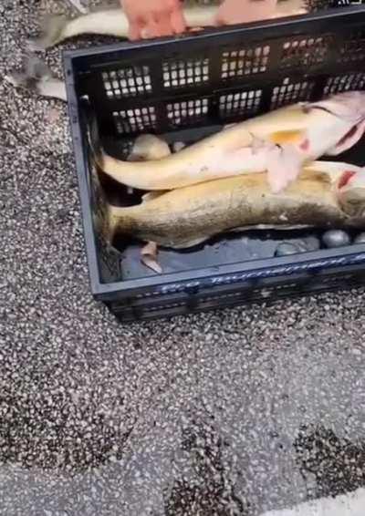 Pro fisherman caught cheating at tournament