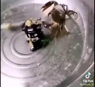 Pacific rim though🥇🥈🥉