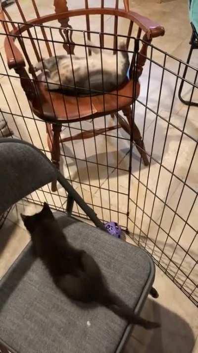 My big boy is learning how to backflip to show off for the babies