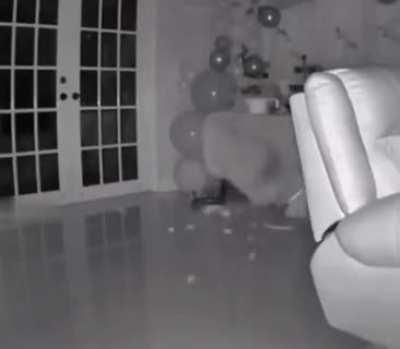 this is why you need to clip (NOT DECLAW) your cat's claws