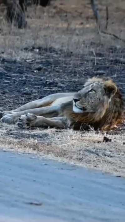Bikers casually passing through Gir National Park, Gujarat, India. 