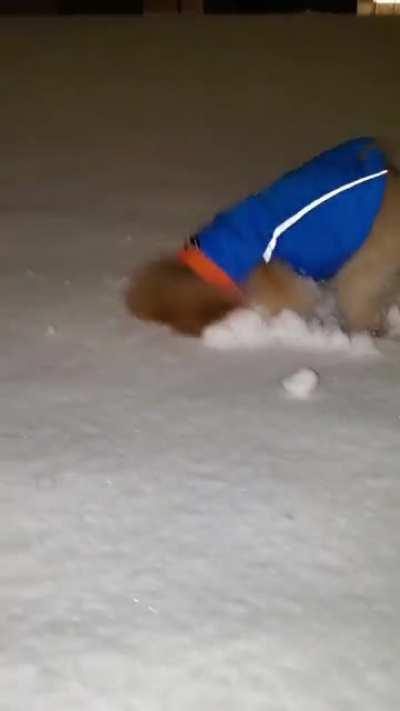 I think my dog likes snow a little too much…