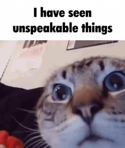 this cat has seen some unspeakable things 😂😂😱😱😹😹🤦🤦😆😆👀👀🕹️🕹️🌩️🌩️😢😢👍👍