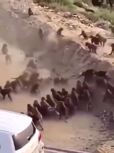 War between monkey clans