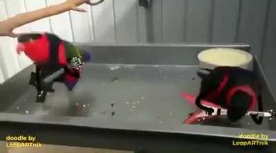 A couple of birds rocking the fuck out