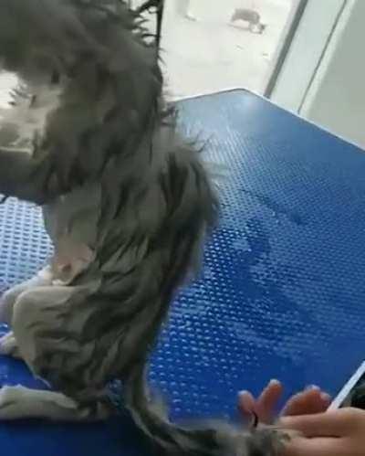 Your life ends tonight, human.