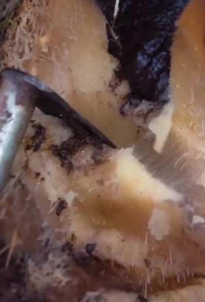 Fatwood being pulled apart