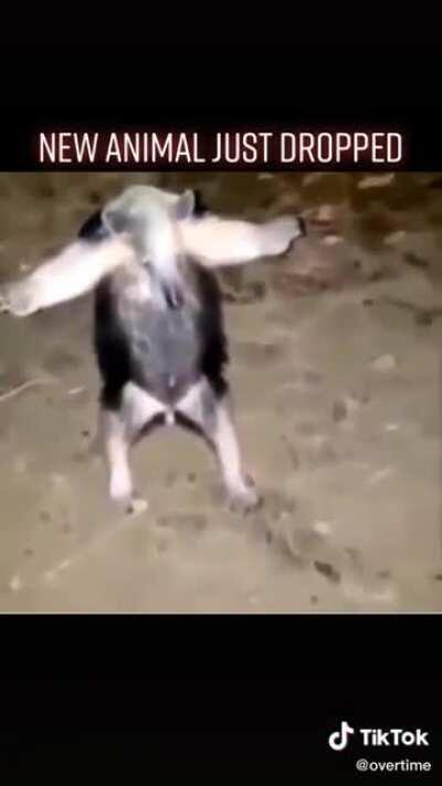 SHEEEEESH new animal looking clean doe😳😳