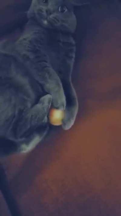 Derpball. The eye contact really gets me.