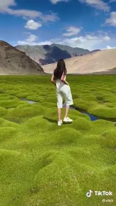 The shape of this moss landscape