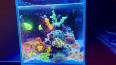 Office Pico reef