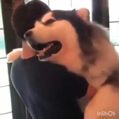 Fluffy puppy malamute cuddle time