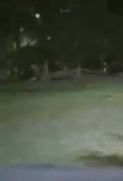 meet the creature of Ilhéus