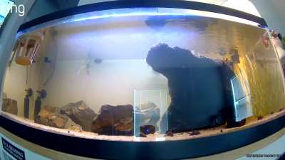 Enjoy a vid of my fish tank while Syntac complains about an oxygen stat 🤌🏻