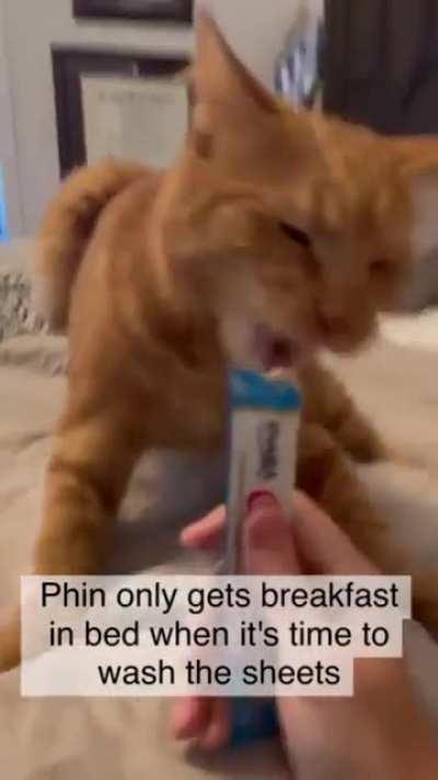 How many cells you think this got?