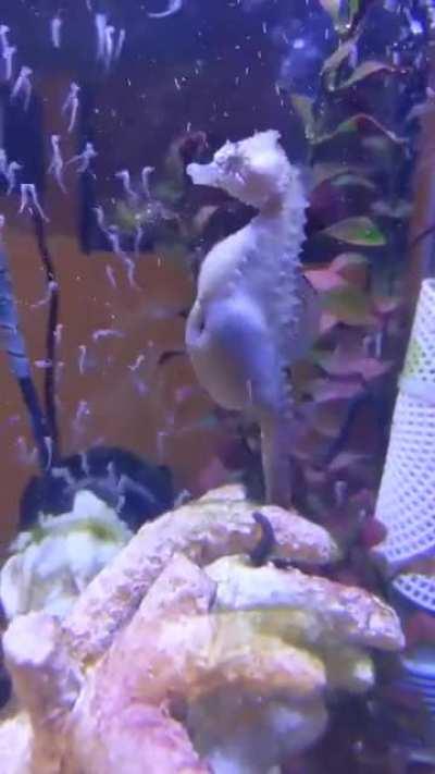 🔥 Seahorse giving birth