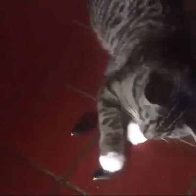 Cat learns how magnets work