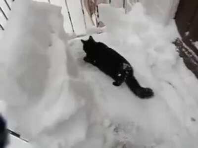 CaT SaYs fUcK It, LeApS To iNsTaNt dEaTh