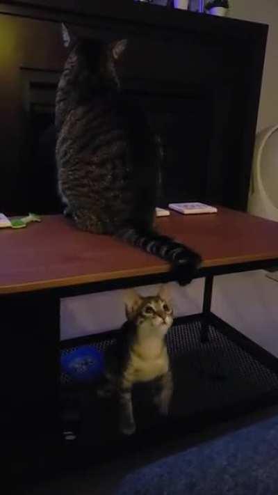 Calculation to catch the tail