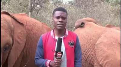 tv reporter get disrupted by baby elephant while reporting