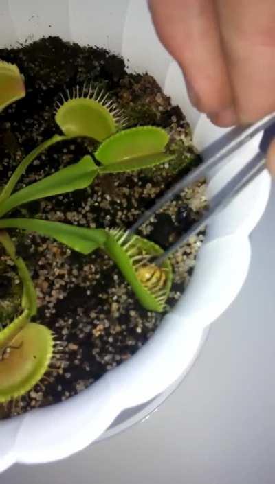 The Wasp will get its revenge